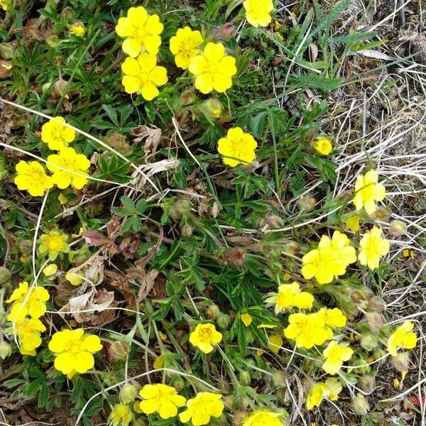 Potentilla pedata Cvet