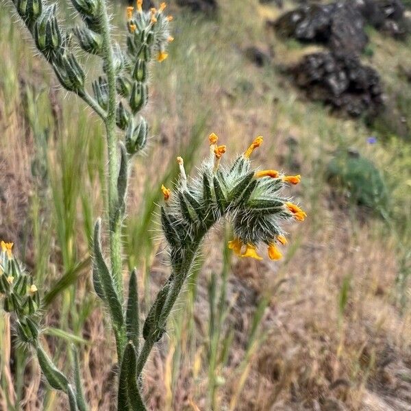 Amsinckia menziesii Flor