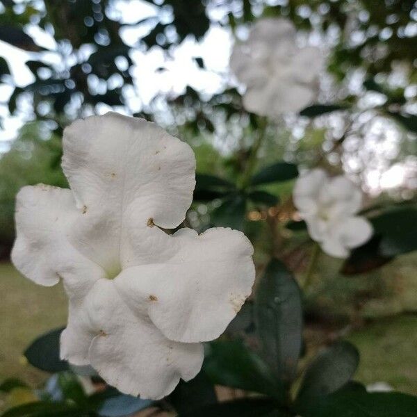 Brunfelsia americana Flower