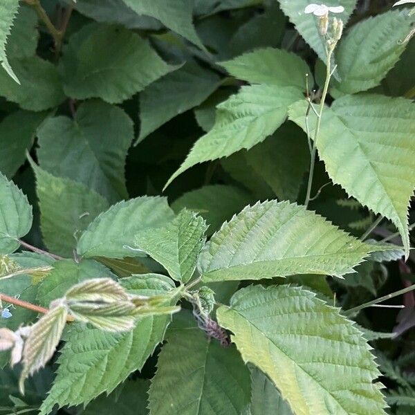 Rubus canadensis Leaf