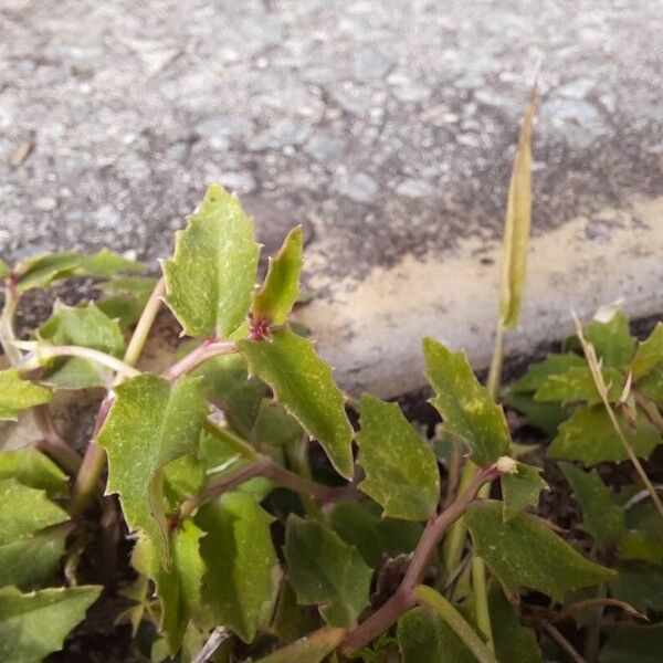 Lobelia purpurascens Hoja