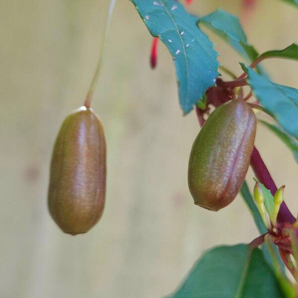 Fuchsia magellanica Frukto