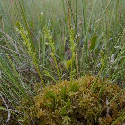 Hammarbya paludosa Habitat