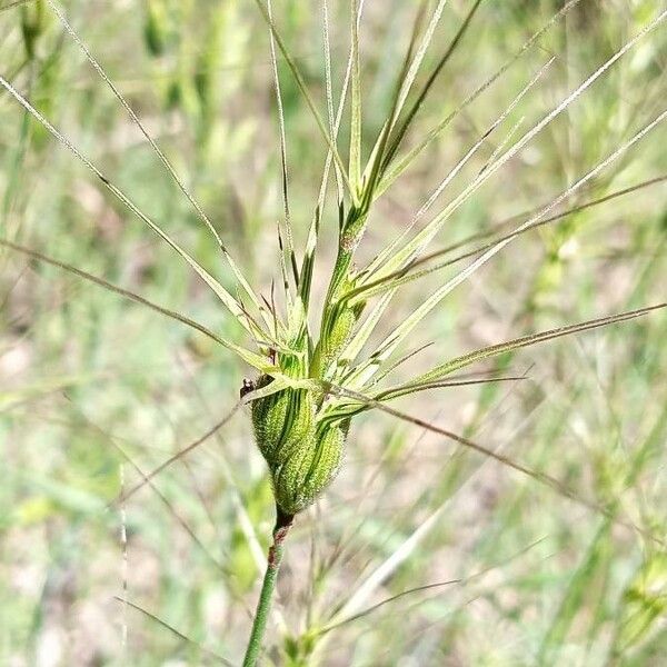 Aegilops geniculata Flower