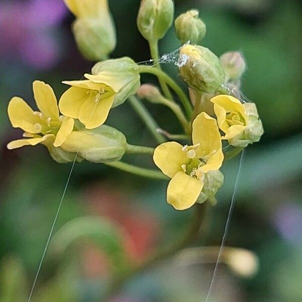 Camelina sativa ফুল