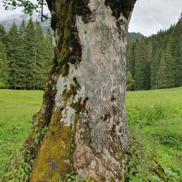 Acer pseudoplatanus Écorce