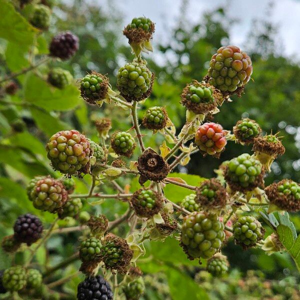 Rubus pruinosus Плод