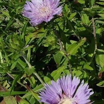 Stokesia laevis Costuma