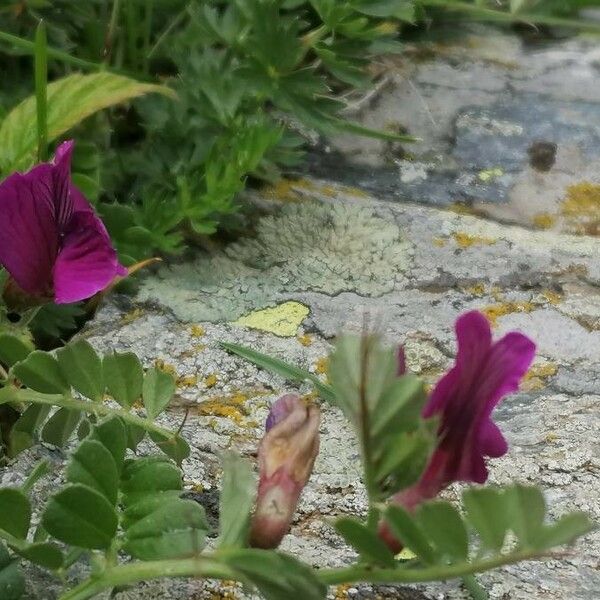 Vicia pyrenaica Bloem