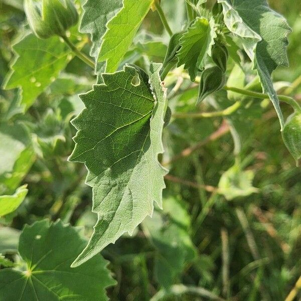 Abutilon grandiflorum Blatt