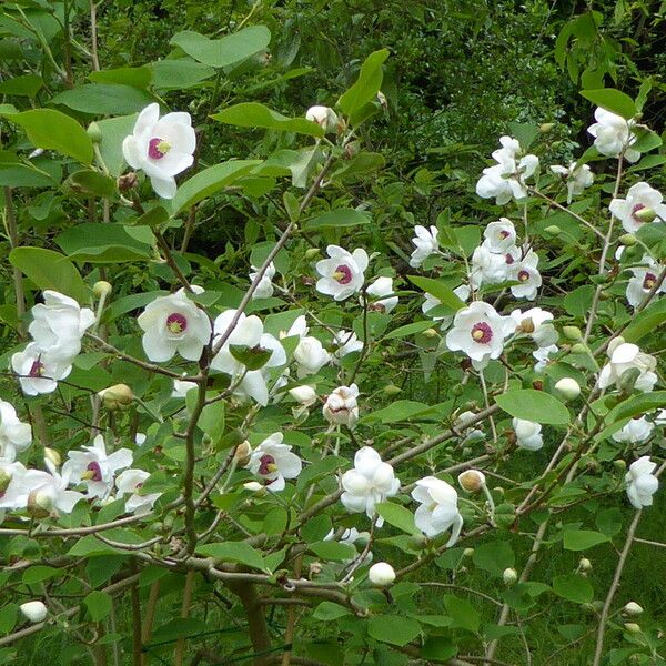 Magnolia sieboldii Floare