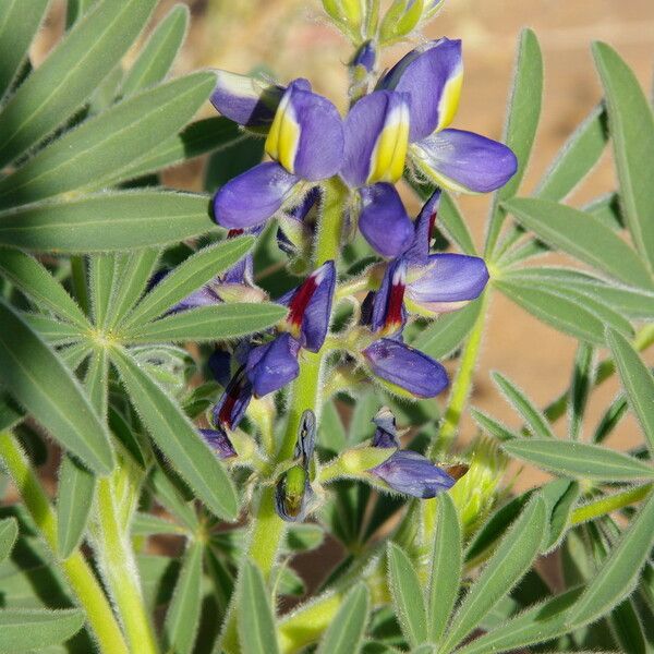 Lupinus digitatus Flower