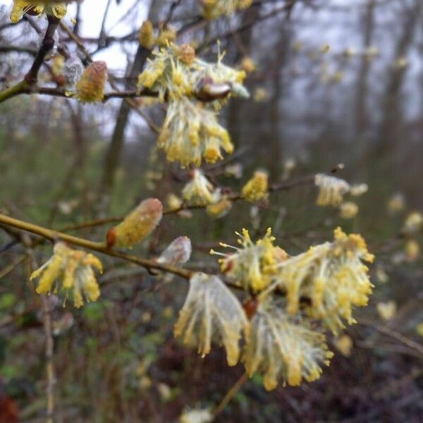 Salix atrocinerea Sonstige