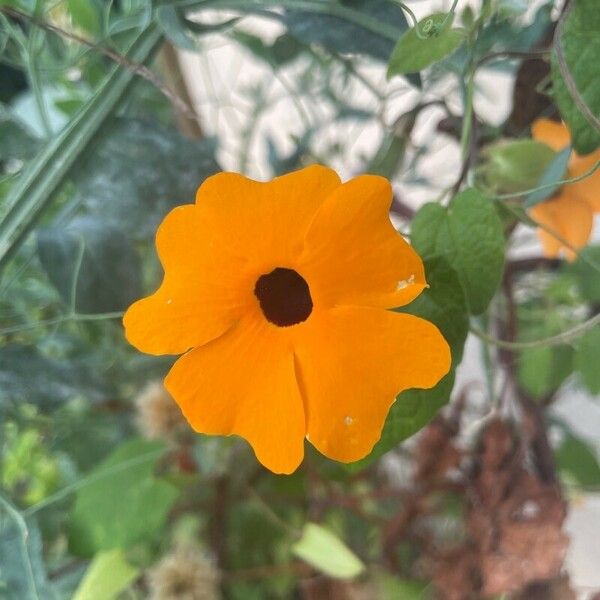 Thunbergia alata Flower