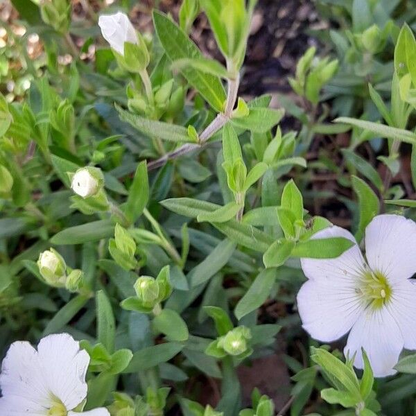 Arenaria montana Blatt