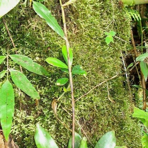 Racinaea spiculosa Alkat (teljes növény)