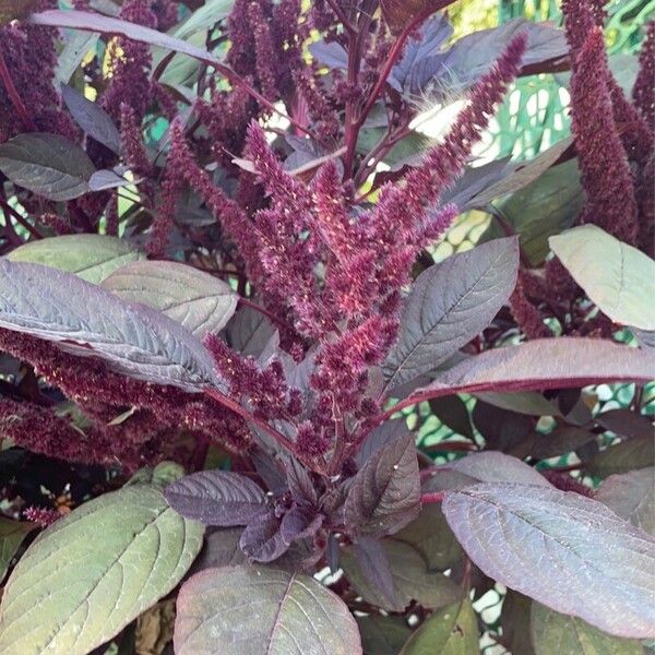 Amaranthus cruentus 花