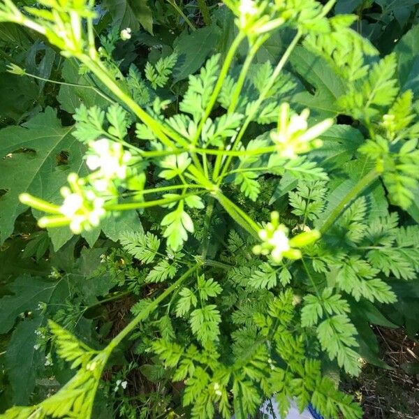 Chaerophyllum tainturieri List