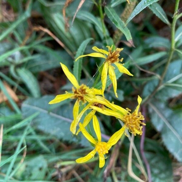 Senecio ovatus Flower