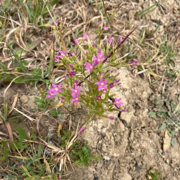 Centaurium tenuiflorum ফুল