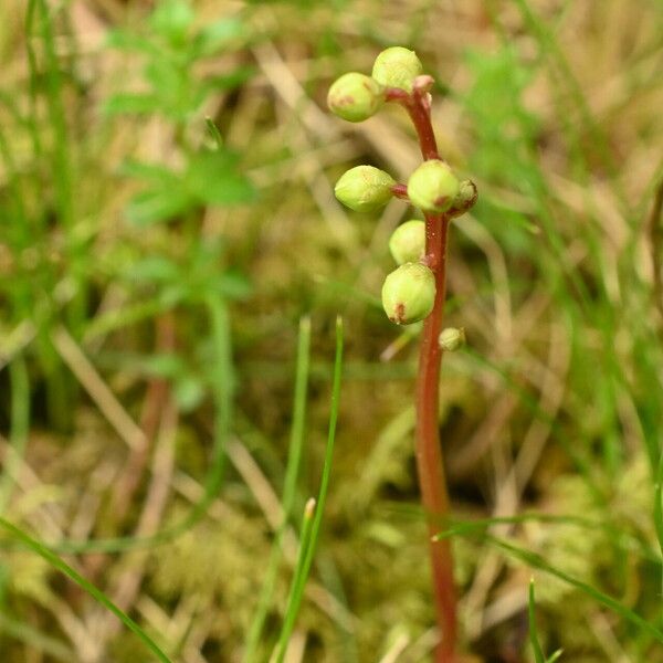 Pyrola chlorantha ফুল