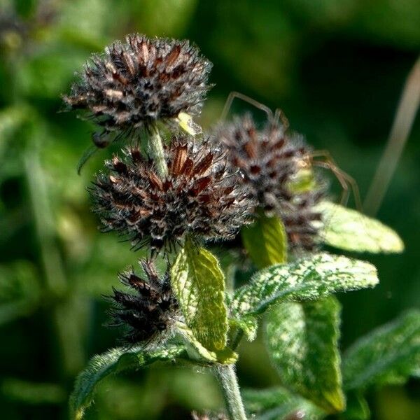 Stachys germanica पत्ता