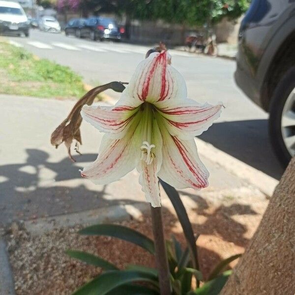 Hippeastrum vittatum Çiçek