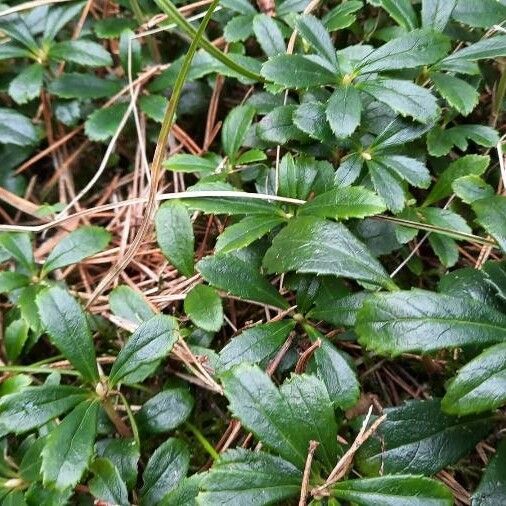 Chimaphila umbellata Folha