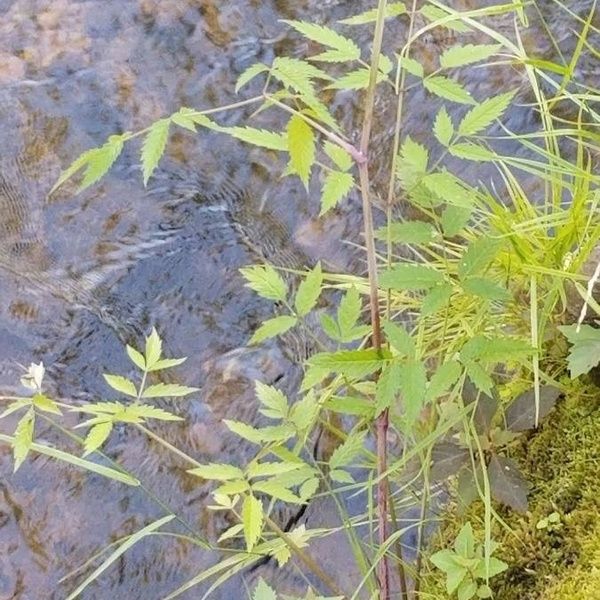 Cicuta maculata 葉