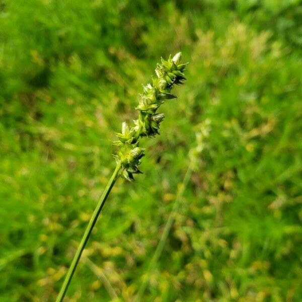 Carex spicata Flower