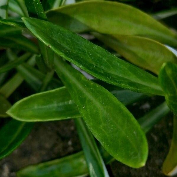 Gazania rigens Лист