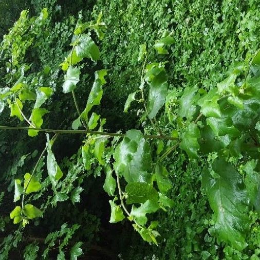 Arctium lappa Foglia