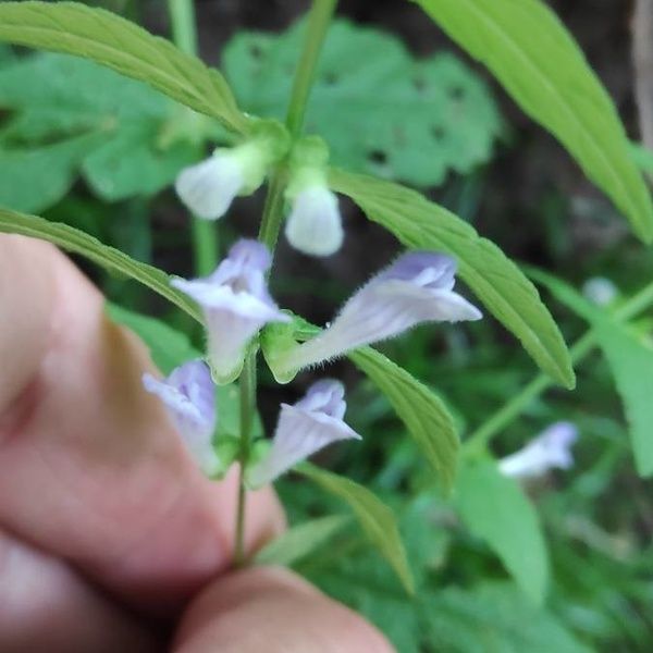 Scutellaria minor 花