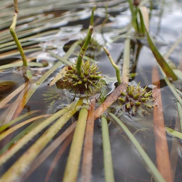 Sparganium angustifolium Frukt