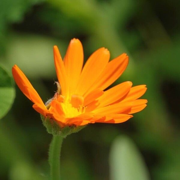 Calendula officinalis 花