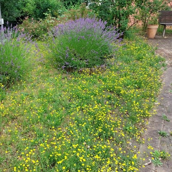 Crepis capillaris Elinympäristö