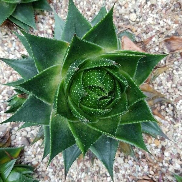 Aristaloe aristata cv. 'Cosmo' Levél