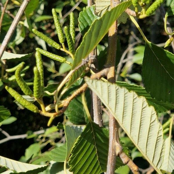 Alnus incana Virág