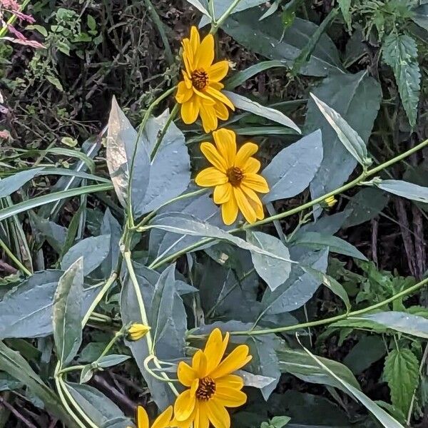 Helianthus pauciflorus Flower