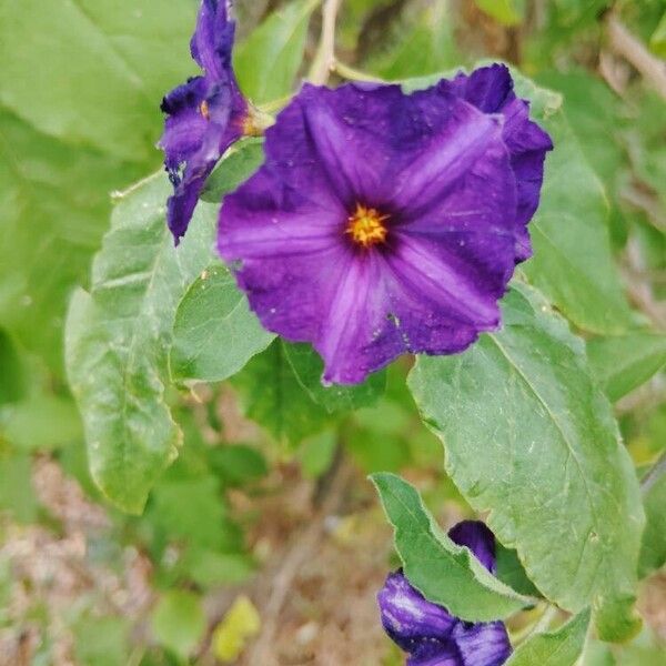 Solanum laciniatum Flors