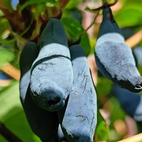 Lonicera caerulea Fruit