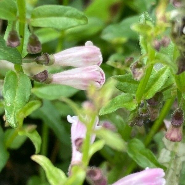 Scutellaria minor Flower