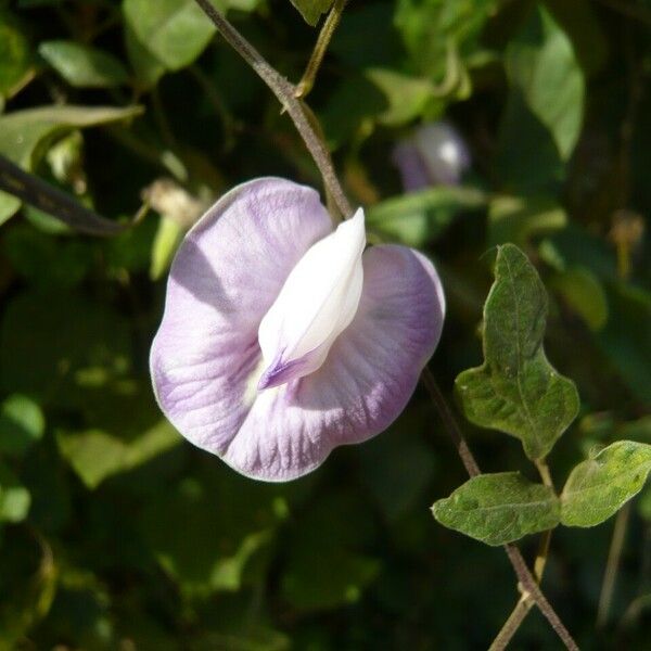 Centrosema pubescens Flors