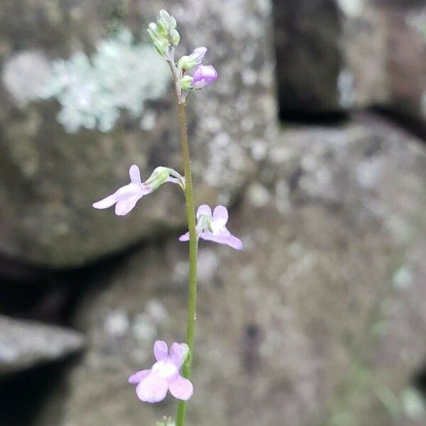 Nuttallanthus canadensis Blüte