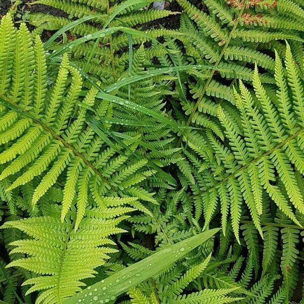 Dryopteris filix-mas পাতা