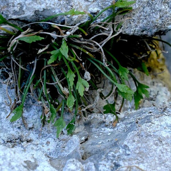 Asplenium seelosii Vekstform