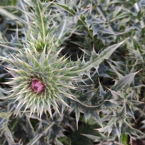 Carduus nutans Leaf