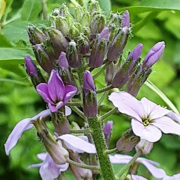 Hesperis matronalis ফুল