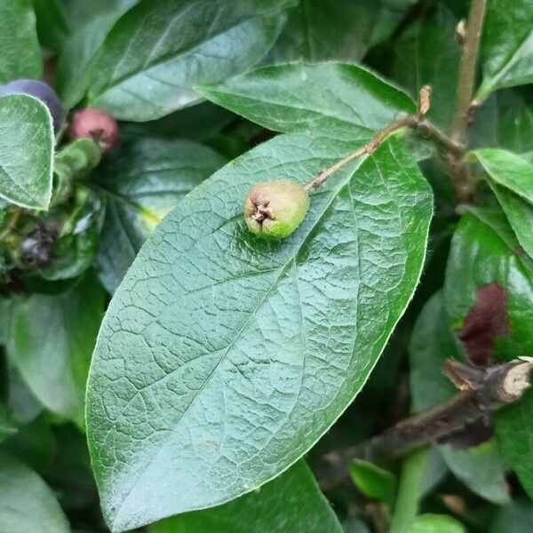 Cotoneaster acutifolius Leaf