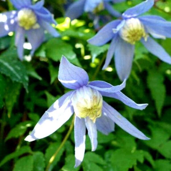 Clematis alpina Flower